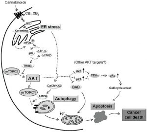 Cannabinoid-induced apoptosis