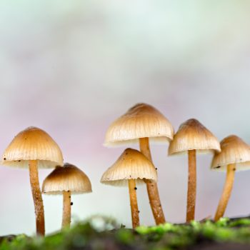 Magic mushrooms