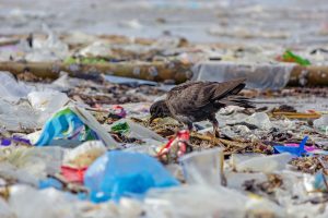 Plastic pollution and medical waste are important environmental issues