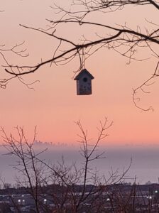 Birdhouse at sunrise