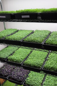 Impressive microgreen setup in a team member's basement