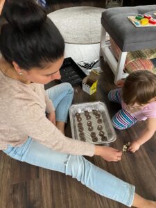 Zucchini seedlings