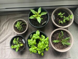 Balcony plants