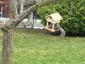 A squirrel has found the bird food!
