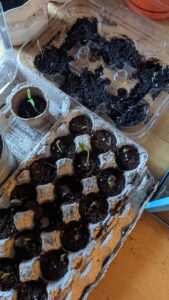 Reusing old containers for seedlings