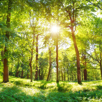 Meet the Impetus Digital Green Team