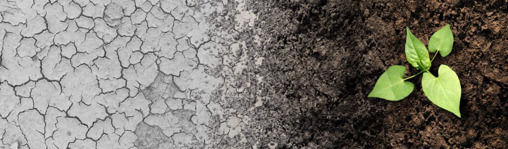 A plant is sprouting from the soil on the right hand side of the image, whereas the left shows dry, cracked earth, impacted by climate change